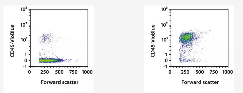 Example of a separation using the CD45 (TIL) MicroBead Kit. A) A human ovarian carcinoma sample was dissociated using the gentleMACS Octo Dissociator with Heaters in combination with the Tumor Dissociation Kit, human. CD45+ TILs were isolated from the single-cell suspension using the CD45 (TIL) MicroBead Kit, LS Columns, and a MidiMACS Separator. Cells were fluorescently stained with CD45-VioBlue and analyzed by flow cytometry using the MACSQuant Analyzer X. Cell debris and dead cells were excluded from the analysis based on scatter signals and 7-AAD fluorescence. B) The efficient removal of all labels was shown by using Anti-Biotin-APC to analyze the cells by flow cytometry for the presence of REAlease Biotin Complex. Directly after isolation, the cells showed staining of biotin ("MicroBead-free CD45+ cells"), whereas the label-free CD45+ cells after the REAlease Biotin Complex release were negative for biotin similar to the non-labeled cells before separation.